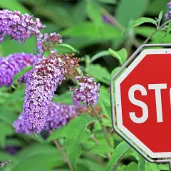 Ein rotes Stoppschild steht vor einem blühenden Sommerflieder. Der Sommerflieder ist verboten, aber seine lila Blüten sind trotzdem schön.