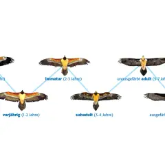 Entwicklung eines Greifvogels in Deutschland: von Jungvogel bis ausgewachsenes Tier.