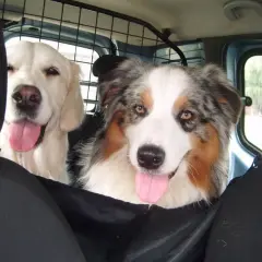 Dwa psy w samochodzie, jeden golden retriever, drugi owczarek australijski. Pies boi się jeździć autem, ale towarzystwo przyjaciela dodaje mu otuchy.