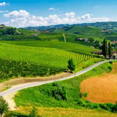 Colline verdi punteggiate di vigneti e case, un invito a scoprire cosa vedere nelle Langhe, tra campi dorati e cieli azzurri.