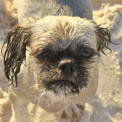 Ile szczeniąt ma Shih Tzu? Poznaj sekrety udanej ciąży i miotu