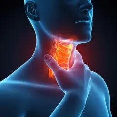 Anatomical illustration showing the larynx highlighted in red, indicating pain or inflammation. This visual may relate to understanding rak gardła przyczyny.