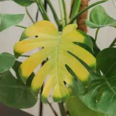 Monstera z żółknącym liściem, otoczona zielonymi liśćmi.