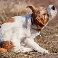 Un cane che si gratta e mordicchia con la zampa, forse infastidito da un insetto o da un prurito.