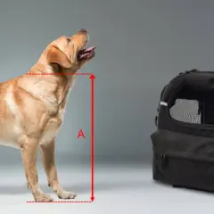 Un labrador doré est mesuré à côté d'une caisse pour chien de moto.