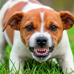 Ein Hund knurrt, zeigt Zähne und sabbert. Vielleicht fragst du dich, warum knurrt mein Hund andere Hunde an?