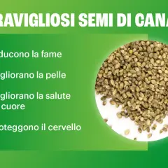 Semi di canapa: scopri i benefici per fame, pelle, cuore e cervello. Le proteine della canapa sono un vero toccasana!