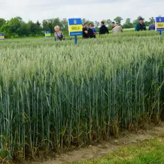 Pole pszenicy z tabliczkami odmian: Indiana, Emocja, Vanilia. Grupa ludzi ogląda nowe odmiany pszenicy.
