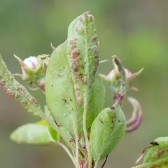 Feuilles de poirier atteintes par le phytopte du poirier, avec de petites pustules rouges et des bourgeons floraux.