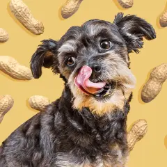 A scruffy dog with its tongue out, surrounded by peanuts. This image playfully asks, "Can dogs have peanuts?