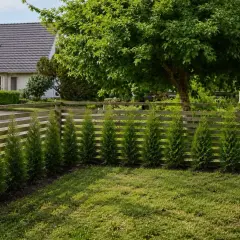 Rad med unga thuja som växer längs en trästaket. Snart blir det en tät häck att plantera thuja för.