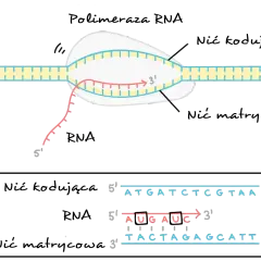 Schemat replikacji DNA i transkrypcji RNA.