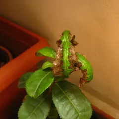 Foglie di camelia con macchie marroni e secche, indicative di malattie della camelia. Immagini che mostrano i sintomi.