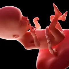 Dziecko w 17 tygodniu ciąży, z widocznymi rączkami i nóżkami, rozwija się w łonie matki.