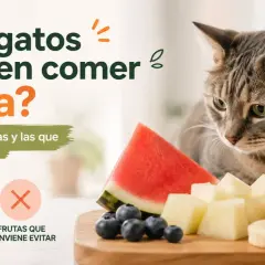 Un gato mira atentamente frutas cortadas: sandía, melón, arándanos, manzana y plátano. El texto pregunta: "¿Los gatos pueden comer fruta?".