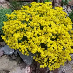 Un buisson de corbeille d'or éclatant, parsemé de petites fleurs jaunes vives, se dresse fièrement parmi des rochers gris et bruns.