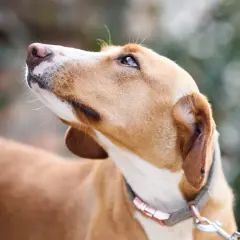 Un chien au pelage brun clair regarde vers le ciel, l'air inquiet. On dirait que mon chien a peur de moi.