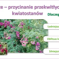 Jak przycinać róże po przekwitnięciu, by cieszyć się ładniejszą rośliną, obfitszym kwitnieniem i silniejszym krzewem.