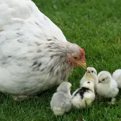 Una gallina blanca cuida a sus polluelos en la hierba. Es como soñar con gallinas, una escena tierna y pacífica.