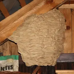 Gros nid de frelons dans un grenier, prêt à être détruit.
