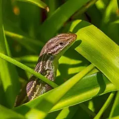 Lagartija bebé entre hojas verdes, curiosa por saber qué comen las lagartijas bebés.