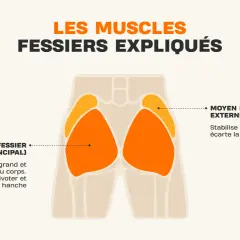 Illustration anatomique des muscles fessiers, expliquant leur rôle dans le mouvement et la stabilisation, essentiel pour tout exercice fessier.