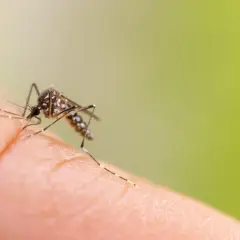 Un moustique sur un doigt, prêt à se nourrir. Il est fascinant de comprendre de quoi se nourrissent les moustiques, et cette image nous le montre bien.