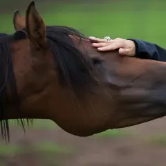 Delikatne głaskanie konia po łbie, jego ciemna grzywa opada na szyję. Koński zad jest w tle.