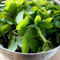 En sil med färsk kirskål, redo för ett gott kirskål recept. Perfekt för en sallad eller pesto!