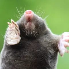 Ein Maulwurf stirbt bei Tageslicht. Seine Pfoten sind nach oben gerichtet, die Krallen scharf.