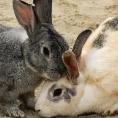 Dos conejos, uno gris y otro blanco con manchas, se acurrucan. Aunque no se ven enfermedades de conejos a humanos, la cercanía es tierna.