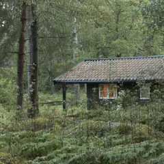 En mysig stuga i en grinda stugby, omgiven av grönskande skog och ormbunkar. Ljuset från fönstret lyser varmt.