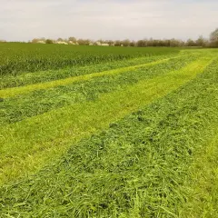 Champs de verdure coupée en rangées, prêts pour le conservateur ensilage herbe. Le soleil éclaire les brins d'herbe fraîchement fauchée.