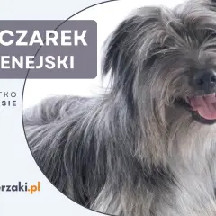 Uśmiechnięty owczarek pirenejski z długą, szarą sierścią.