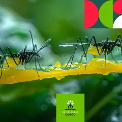 Dwa owady na żółtej, lepkiej substancji, która może być pułapką na ziemiórki.
