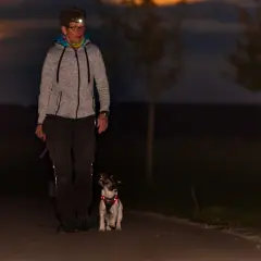 A woman with a headlamp walks her dog at dusk. The dog, wearing a reflective harness, looks up at her, proving that dogs can see in the dark.