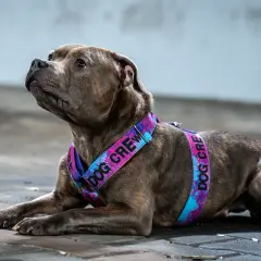 Pies rasy pitbull w kolorowych szelkach "Dog Crew". Idealne, jakie szelki dla psa, by podkreślić jego styl.