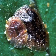Gros plan d'une cochenille à carapace brune et noire sur une feuille verte. De petites cochenilles orange sont visibles en arrière-plan.