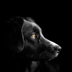 Ojo de perro con mirada intensa, alerta ante el glaucoma en perros.