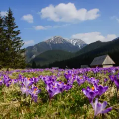 Kwitnące krokusy na hali w Tatrach w kwietniu. W tle góry, las i drewniane szałasy.
