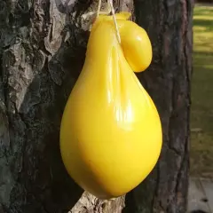 Żółty ser scamorza w kształcie gruszki wisi na sznurku przy drzewie.