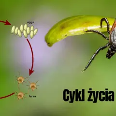 Cykl życia kleszcza: od larwy, przez nimfę, do dorosłej samicy składającej jaja.