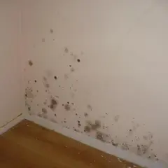 Grzyb w mieszkaniu? Usuń go raz na zawsze! Poradnik krok po kroku