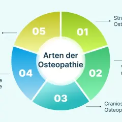 Infografik zeigt verschiedene Osteopathie-Arten: Strukturelle, Viszerale, Craniosacrale, Pädiatrische und Biodynamische. Wann geht man zum Osteopathen? Bei Beschwerden in diesen Bereichen.
