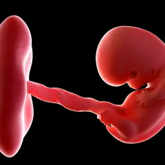 Rozwój płodu w 8 tygodniu ciąży. Czerwony zarodek z widocznym pępowinem i pęcherzykiem żółtkowym na czarnym tle.