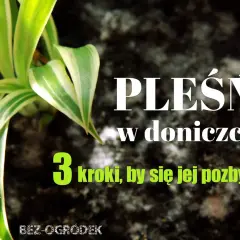 Domowe sposoby na pleśń na roślinach. Zdjęcie przedstawia zieloną roślinę w doniczce z napisem "Pleśń w doniczce - 3 kroki, by się jej pozbyć".