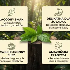 Guayusa: łagodny smak, delikatna dla żołądka, wszechstronny susz. Jak parzyć? Idealna do gorących naparów i cold brew.