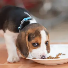 Słodki szczeniak beagle zajada się karmą. Czy beagle śmierdzą? Ten maluch na pewno nie!