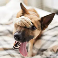 Ein Hund mit Schluckauf versteckt sein Gesicht mit der Pfote. Seine Zunge hängt heraus, als ob er sich schämt.