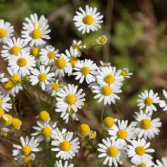 Ein Feld voller Margeriten, die wie echte Kamille aussehen. Manche Blüten sind noch Knospen, andere voll entfaltet.